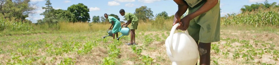 Children watering bean plants in a nutrition garden at Shirichena Primary School, Mhondoro district about 60km south of Harare. 
