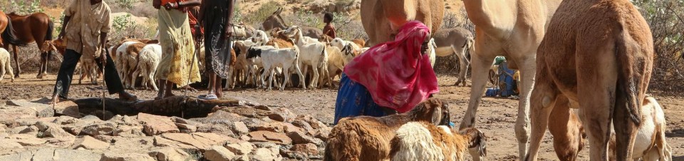 Une femme donne à boire aux animaux aux environs du village de Kelingan, dans la région d’Ouaddaï.
