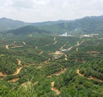 Green Voices of Borneo